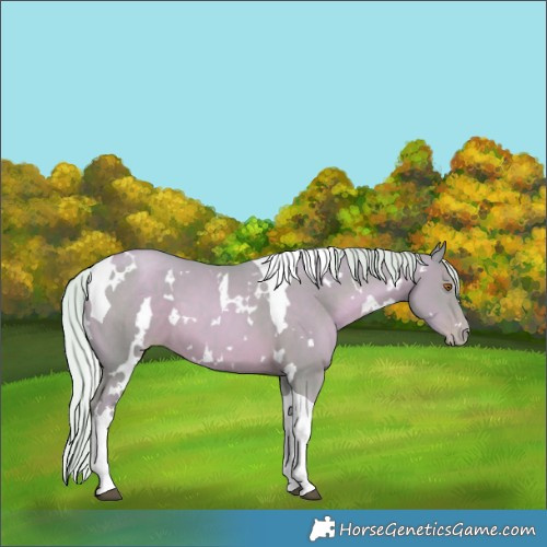 Horse Color:Watercolor White Spotted Silver Black Pearl Tobiano 