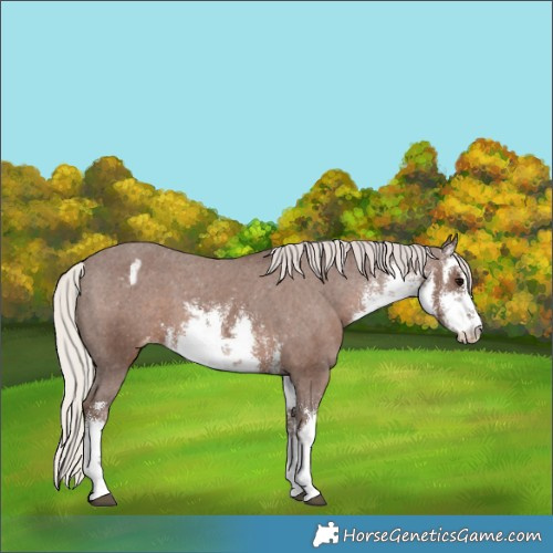 Horse Color:White Spotted Silver Black Appaloosa 