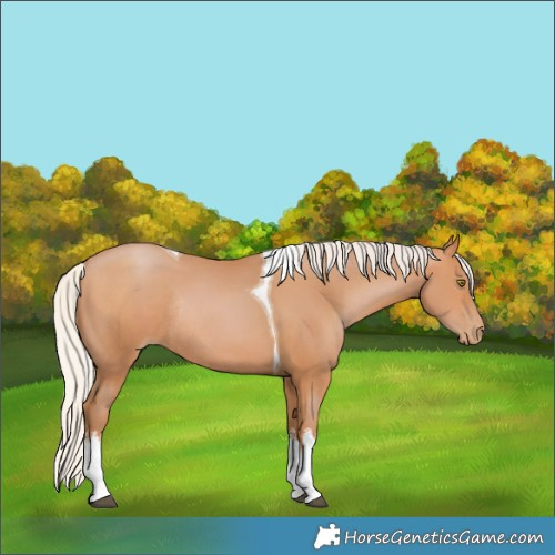 Horse Color:White Spotted Silver Brown Pearl Tobiano Rabicano 