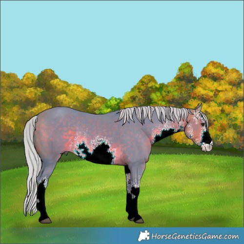 Horse Color:Watercolor White Spotted Silver Buckskin Rabicano 