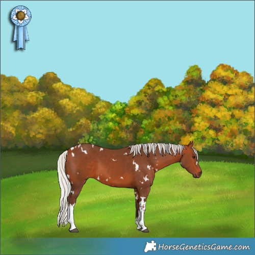 Horse Color:White Spotted Silver Brown 