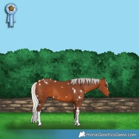 Horse Color:White Spotted Silver Brown 