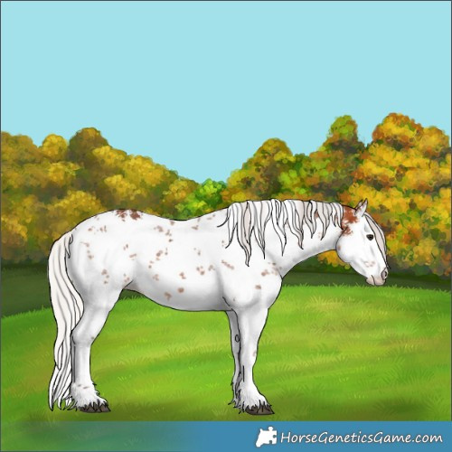 Horse Color:White Spotted Silver Bay Sabino 