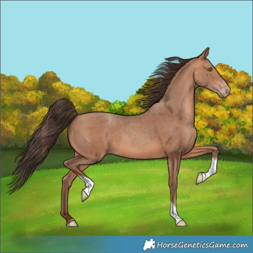 Horse Color:Amber Champagne Tobiano
