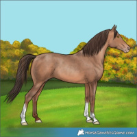 Horse Color:Amber Champagne Tobiano 