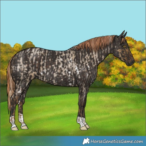 Horse Color:White Spotted Chocolate Palomino Roan Dun  and Liver Chestnut 