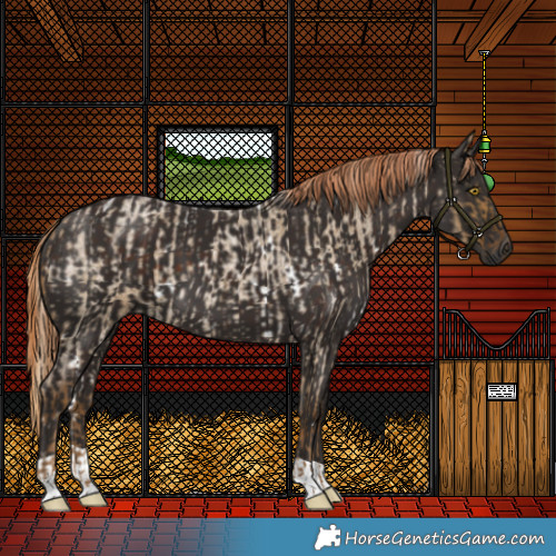 Horse Color:White Spotted Chocolate Palomino Roan Dun  and Liver Chestnut 