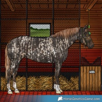 Horse Color:White Spotted Chocolate Palomino Roan Dun  and Liver Chestnut 