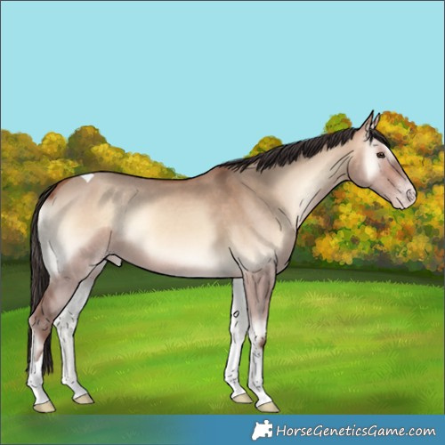 Horse Color:Amber Champagne Onyx Tobiano Rabicano