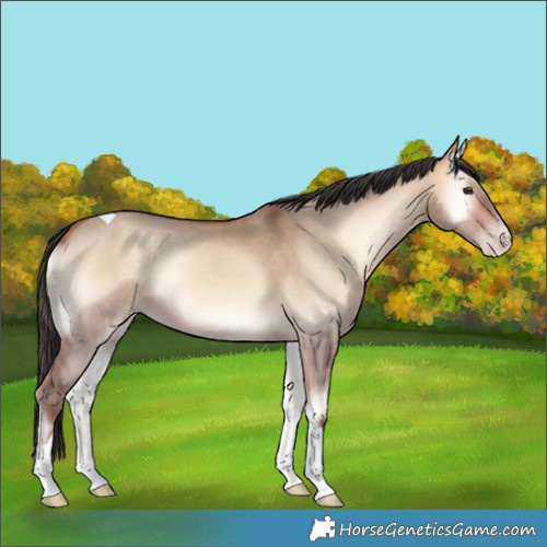 Horse Color:Amber Champagne Onyx Tobiano Rabicano 