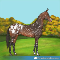 Horse Color:Bay Appaloosa 