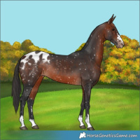 Horse Color:Bay Appaloosa Rabicano 