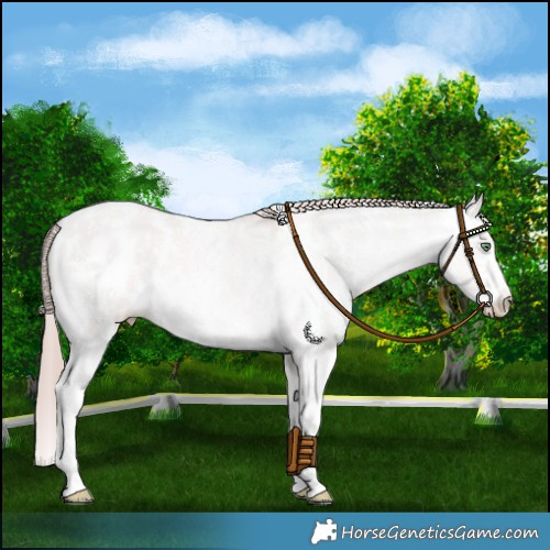 Horse Color:Platinum Gold Champagne Dun Sabino Blanket 