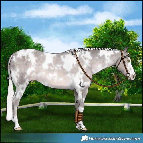 Horse Color:Platinum White Spotted Chocolate Palomino Varnish 