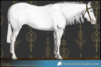 Horse Color:Platinum Palomino Pearl Dun Appaloosa 