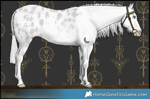 Horse Color:Platinum White Spotted Chocolate Palomino Dun Appaloosa Rabicano 