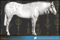 Horse Color:Platinum White Spotted Chocolate Palomino Dun Appaloosa Rabicano 
