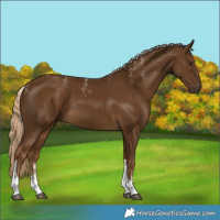 Horse Color:Powder White Chocolate Palomino Tobiano 