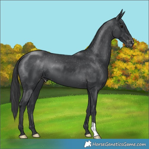 Horse Color:Black Appaloosa