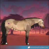 Horse Color:Liver Red Dun  and Gray Bay Dun 