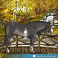 Horse Color:Platinum Smoky Black Sabino Rabicano
