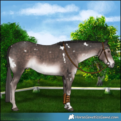 Horse Color:Platinum White Spotted Liver Chestnut Sabino Rabicano 