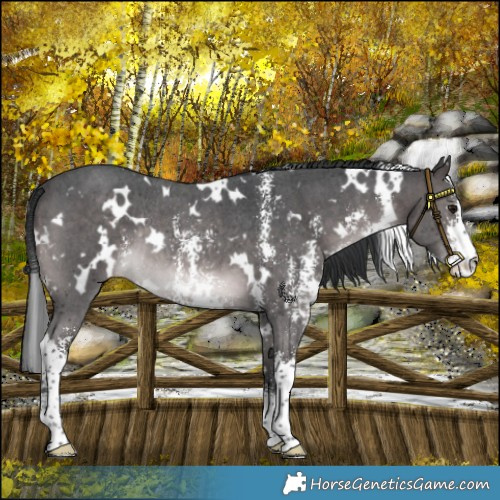 Horse Color:Platinum White Spotted Brown Sabino Rabicano 