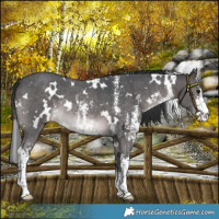 Horse Color:Platinum White Spotted Brown Sabino Rabicano 