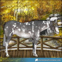 Horse Color:Platinum White Spotted Brown Sabino Rabicano 