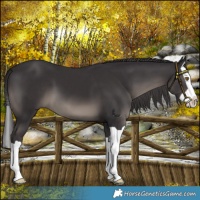 Horse Color:Platinum Smoky Black Splash 