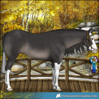 Horse Color:Platinum Smoky Black Splash 