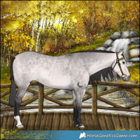 Horse Color:Platinum Buckskin Dun