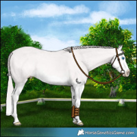 Horse Color:Platinum Perlino Splash 