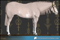 Horse Color:Platinum Chestnut Sabino 