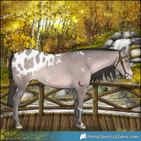 Horse Color:Platinum White Spotted Sable Champagne Appaloosa 