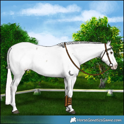 Horse Color:Platinum White Spotted Chocolate Palomino Dun Appaloosa 