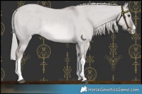 Horse Color:Platinum White Spotted Chocolate Palomino Dun 