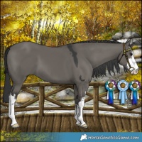 Horse Color:Platinum White Spotted Grullo 