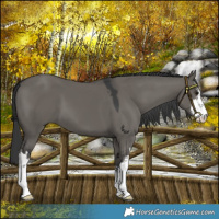 Horse Color:Platinum White Spotted Grullo 