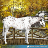 Horse Color:Platinum White Spotted Brown Dun Splash Blanket 