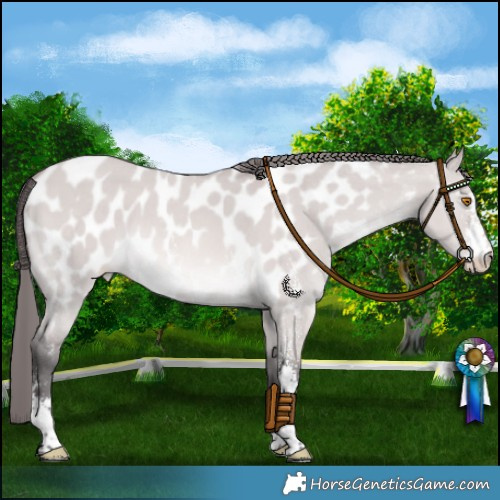 Horse Color:Platinum Buckskin Dun Sabino Appaloosa 