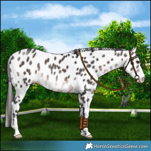 Horse Color:Platinum Brown Leopard 