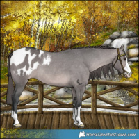 Horse Color:Platinum Brown Dun Appaloosa 
