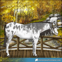 Horse Color:Platinum White Spotted Liver Chestnut Sabino Appaloosa 