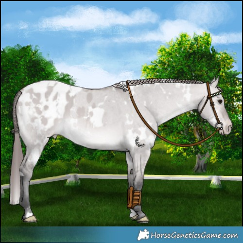 Horse Color:Platinum White Spotted Bay Dun Varnish 