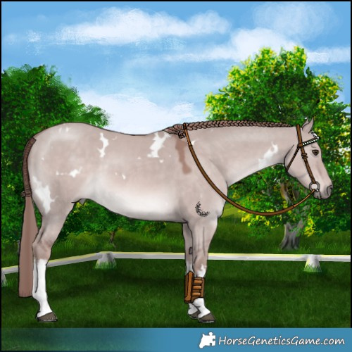 Horse Color:Platinum White Spotted Red Dun 