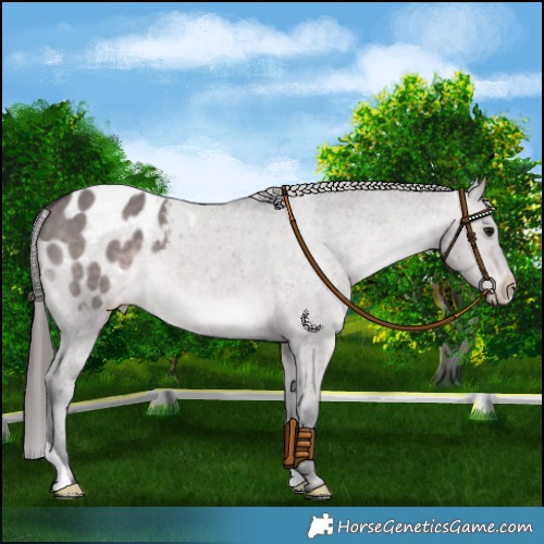 Horse Color:Platinum Brown Dun Varnish 