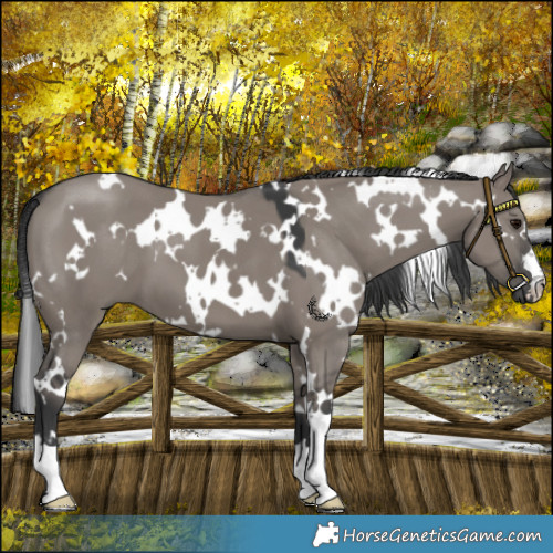 Horse Color:Platinum White Spotted Grullo 