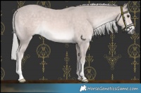 Horse Color:Platinum Palomino 