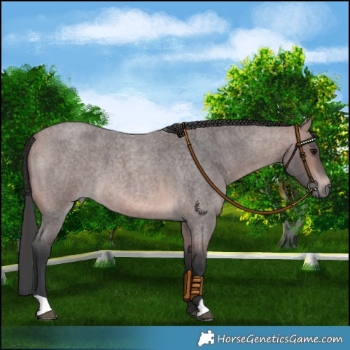 Horse Color:Platinum Bay Roan 